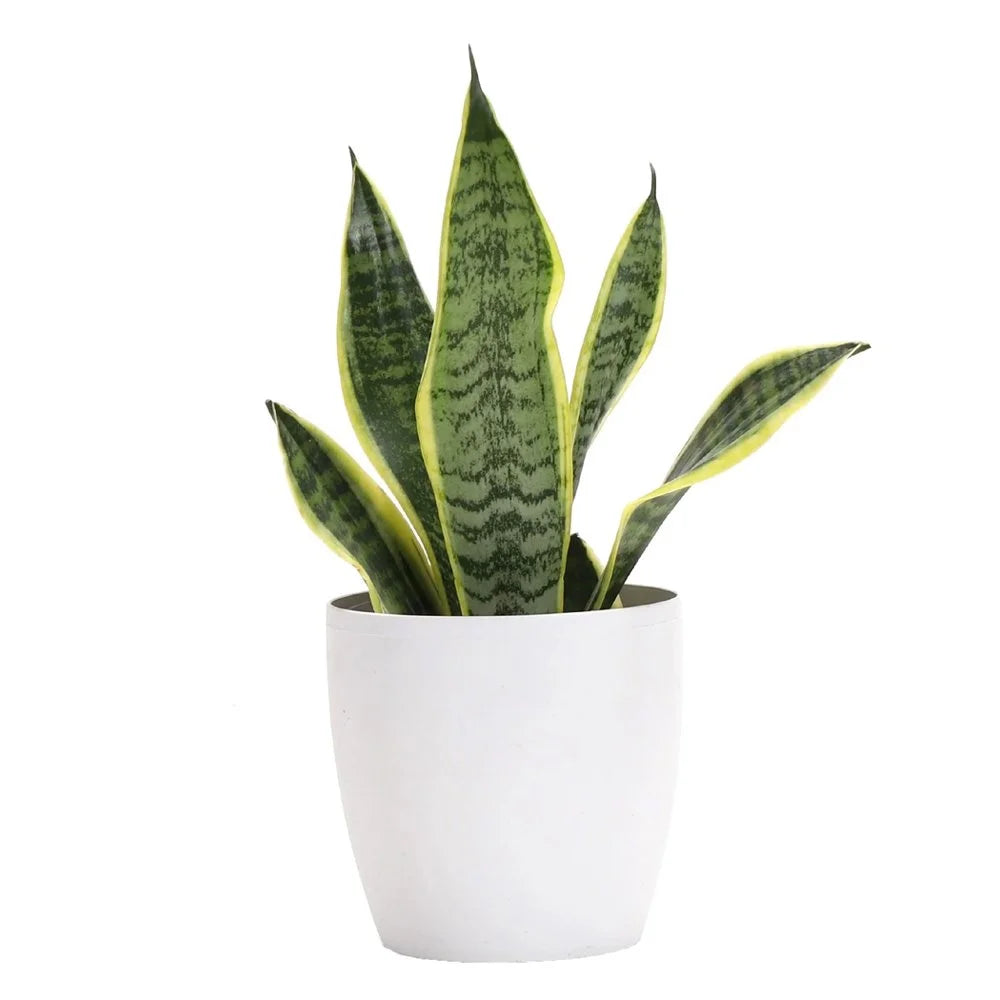 snake plant on desk Snake Plant