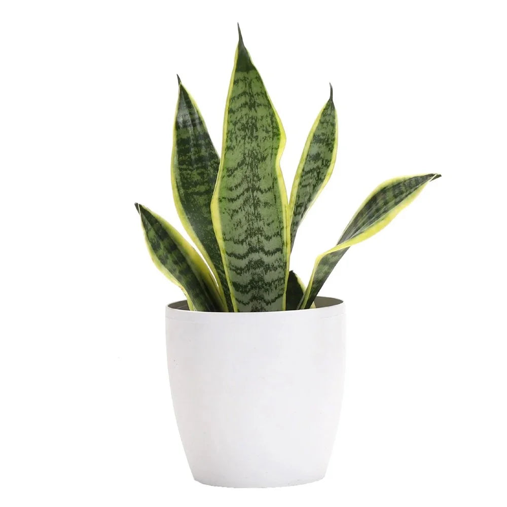Snake Plant - The Perfect Desk Companion for Your Workspace